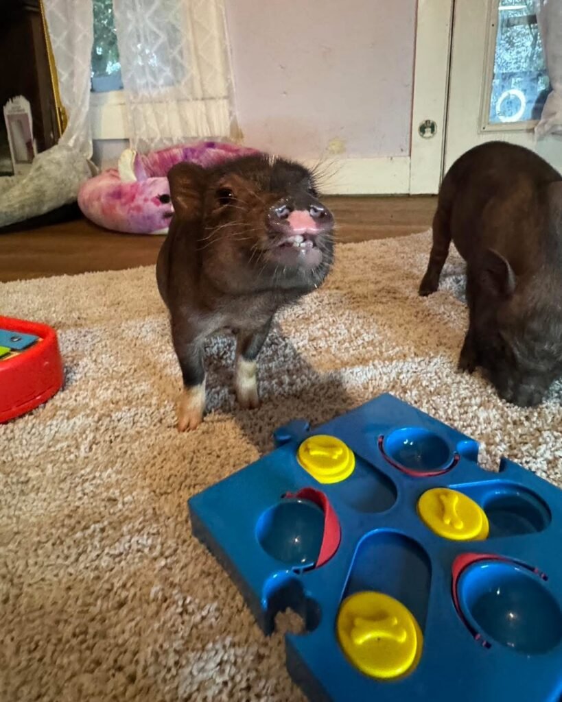 img 4309